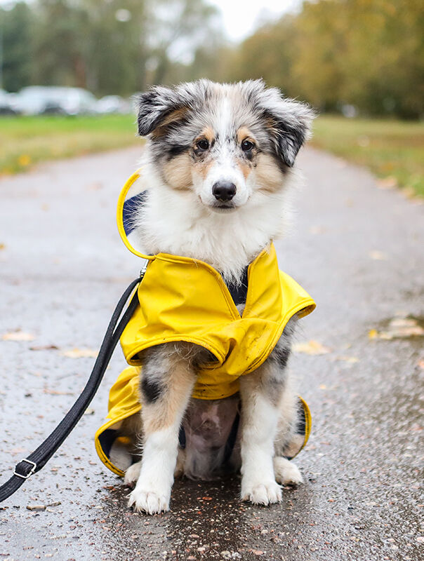 dog wearing a rain coat and leash